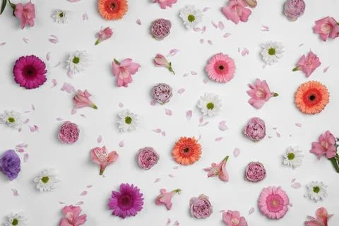 Flat lay composition with different beautiful flowers on white background Foto stock