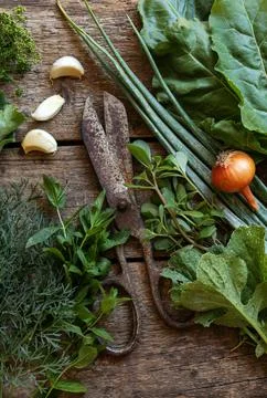 Flat lay composition with different herbs and rusty scissors on wooden table Stock Photos