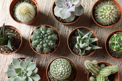 Flat lay composition with different succulent plants in pots on table. Home d Stock Photos