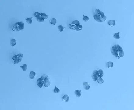 Flat lay composition of flowers and petals in a shape of heart on trendy blue Stock Photos
