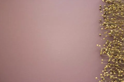 Flat lay composition of flowers of linen, the flax plant photo on burgundy,brown Stock Photos