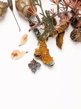 Flat lay composition of forest elements on a white background Stock Photos