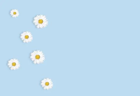 Flat lay composition with fresh chamomiles on blue background, flat lay. Space Foto stock