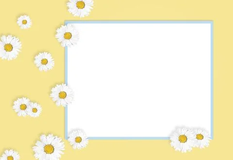 Flat lay composition with fresh chamomiles and white frame on yellow background Stock Photos