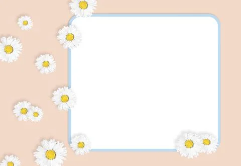 Flat lay composition with fresh chamomiles and white frame on gently pink Stock Photos