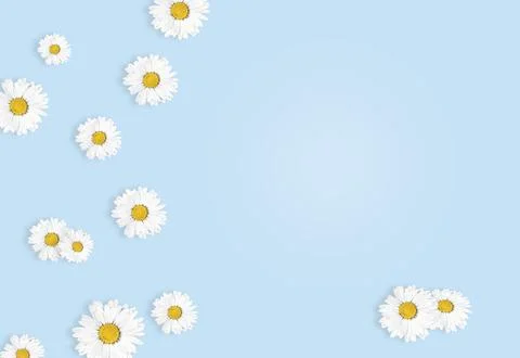 Flat lay composition with fresh chamomiles on blue background, flat lay. Space Stock Photos