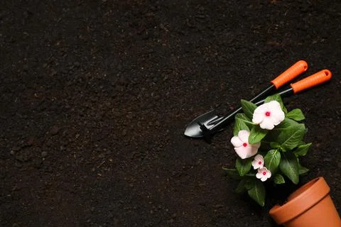 Flat lay composition with gardening tools and flower on soil, space for text Stock Photos
