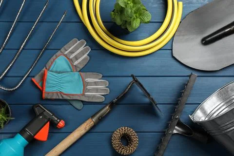 Flat lay composition with gardening tools and green plants on blue wooden bac Foto stock