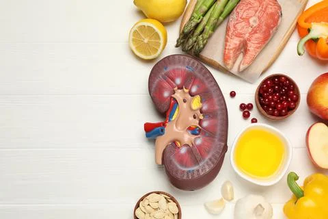 Flat lay composition with kidney model and different products on white wooden Stock Photos