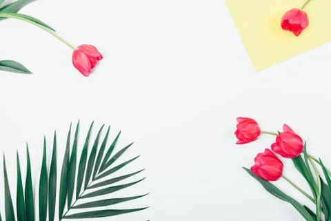Flat lay composition of palm leaf and pink tulip Stock Photos