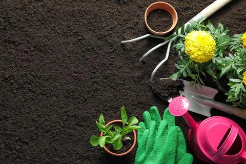 Flat lay composition with plants and professional gardening tools on soil 写真素材