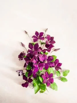 Flat lay composition of purple clematis flowers and leaves isolated on white. Stock Photos