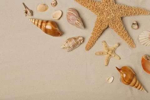 Flat lay composition with sea shells, starfishes and space for text on beach  Foto stock