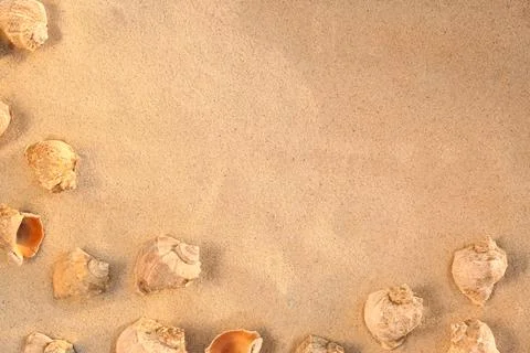 Flat lay composition with seashells on sandy beach. Space for text Stock-Fotos