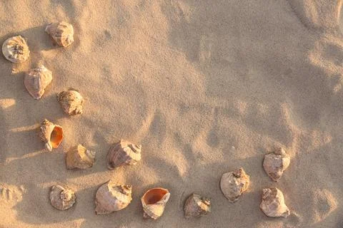 Flat lay composition with seashells on sandy beach. Space for text Foto stock