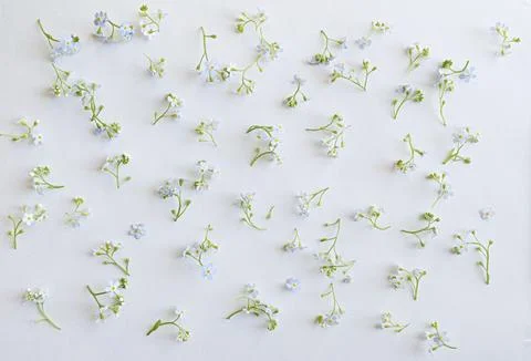 Flat lay composition of small blue forget-me-not (Myosotis sylvatica) flowers Stock Photos