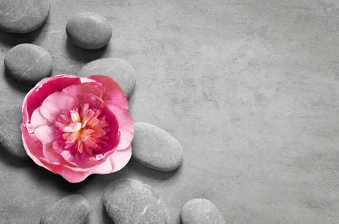 Flat lay composition with spa stones, pion pink flower on grey background. Foto stock