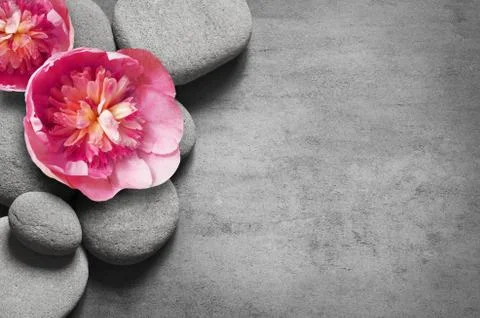 Flat lay composition with spa stones, pion pink flower on grey background. Stock Photos