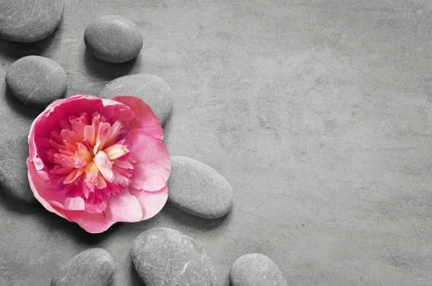 Flat lay composition with spa stones, pion pink flower on grey background. Stock Photos