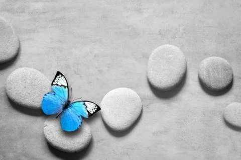 Flat lay composition with spa stones and butterfly on grey background. Stock Photos
