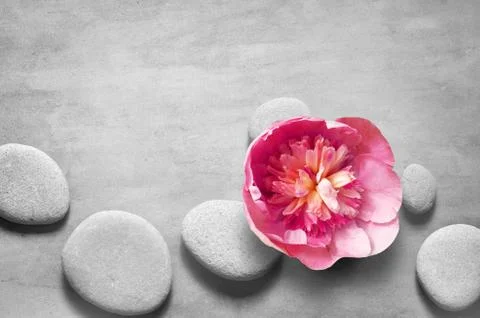 Flat lay composition with spa stones, pion pink flower on grey background. Stock Photos