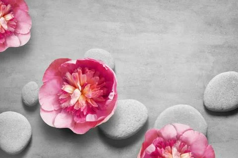 Flat lay composition with spa stones, pion pink flower on grey background. Foto stock