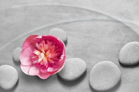 Flat lay composition with spa stones, pion pink flower on grey background. Stock Photos