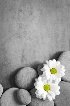 Flat lay composition with spa stones and flower on grey background. Stock Photos