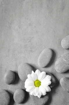 Flat lay composition with spa stones and flower on grey background. Foto stock