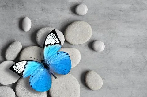 Flat lay composition with spa stones and butterfly on grey background. Foto stock