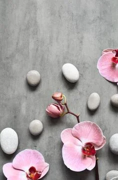 Flat lay composition with spa stones, orchid pink flower on grey background. Stock Photos