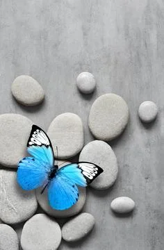 Flat lay composition with spa stones and butterfly on grey background. Stock Photos