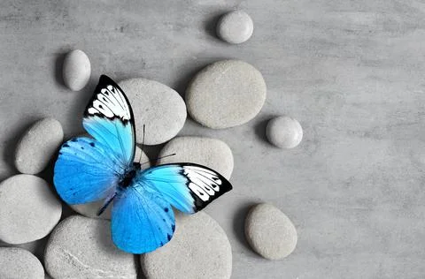 Flat lay composition with spa stones and butterfly on grey background. Stock Photos