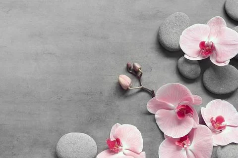 Flat lay composition with spa stones, orchid pink flower on grey background. Stock Photos