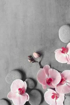 Flat lay composition with spa stones, orchid pink flower on grey background. Foto stock
