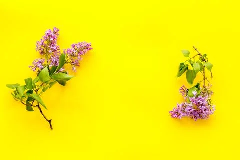 Flat lay composition of spring flowers - branches of lilac top view Stock Photos