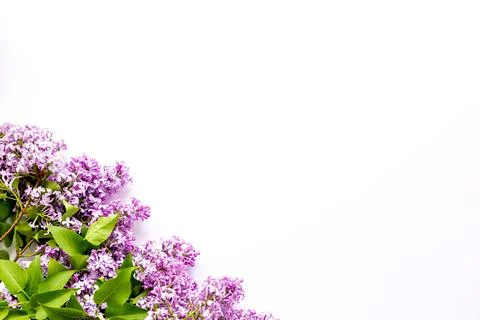 Flat lay composition of spring flowers - branches of lilac top view Stock Photos