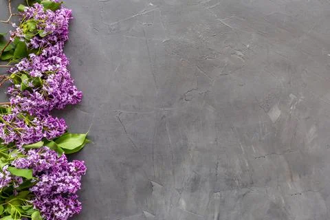 Flat lay composition of spring flowers - branches of lilac top view Stock Photos