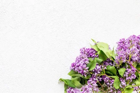 Flat lay composition of spring flowers - branches of lilac top view Stock Photos