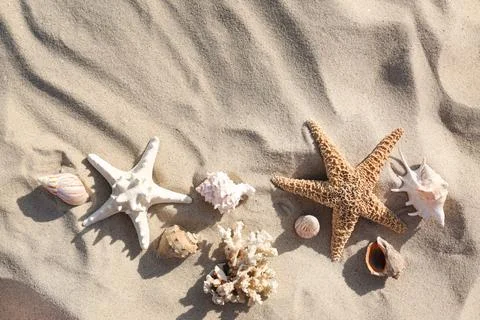 Flat lay composition with starfishes and seashells on sandy beach. Space for  스톡 사진