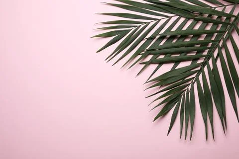 Flat lay composition with tropical areca palm leaves and space for text on co Foto stock