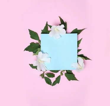 Flat lay composition with tropical Hibiscus flowers on pink background. Space Stock Photos