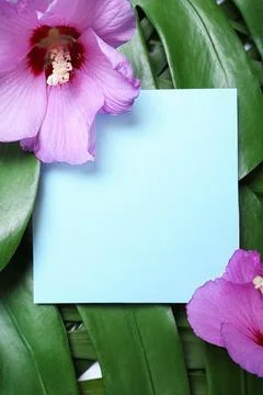 Flat lay composition with tropical Hibiscus flowers on leaves. Space for text Stock-Fotos