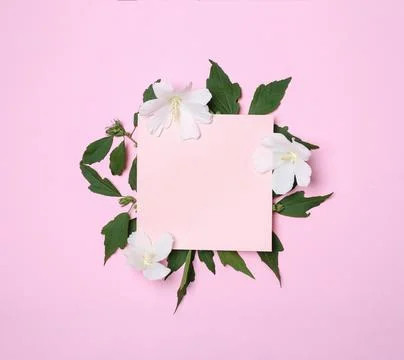 Flat lay composition with tropical Hibiscus flowers on pink background. Space Stock Photos