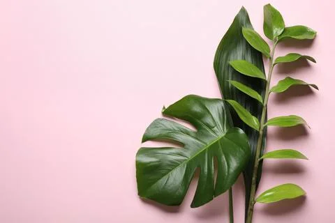 Flat lay composition with tropical leaves and space for text on color backgro Foto stock