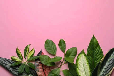 Flat lay composition with tropical leaves and space for text on color backgro Foto stock