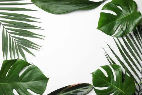 Flat lay composition with tropical leaves and space for text on white backgro Foto stock