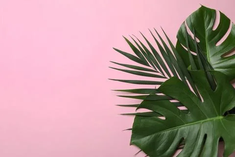 Flat lay composition with tropical leaves and space for text on color backgro Foto stock