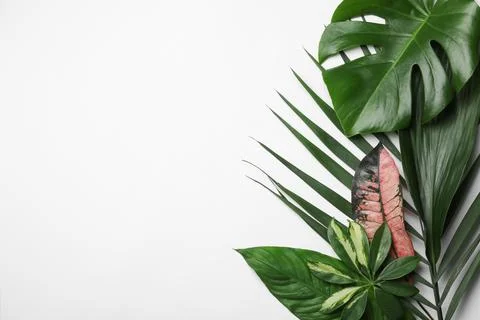 Flat lay composition with tropical leaves and space for text on white backgro Foto stock