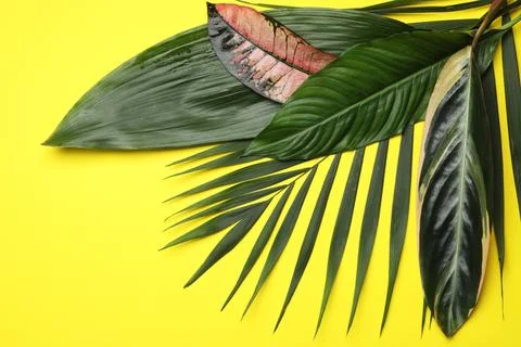 Flat lay composition with tropical leaves and space for text on color backgro Foto stock